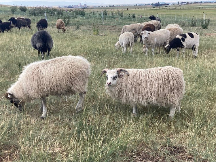 Icelandic Wool Felted Pelt (Custom-Made to Order) – Taste of the Wind